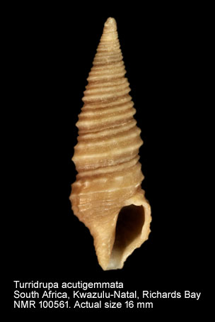 Turridrupa acutigemmata.jpg - Turridrupa acutigemmata (E.A. Smith,1877)